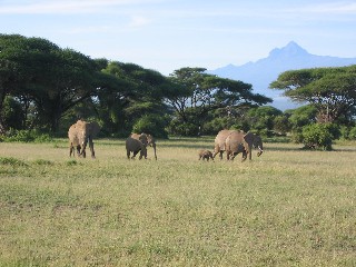 Elephant Family